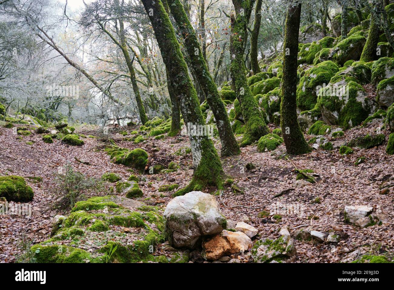 forest of logs with green moss in Villanueva del Trabuco in the Sierra Gorda of Malaga. Andalusia, Spain Stock Photo