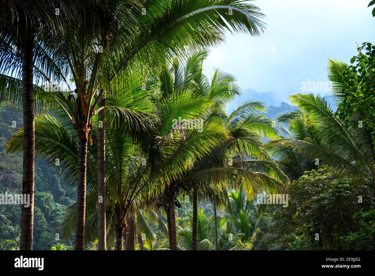 Palm trees and mountain landscape, tropical nature photo. Tropical island mountain hiking. Optimistic travel banner template. South Asia landscape Stock Photo