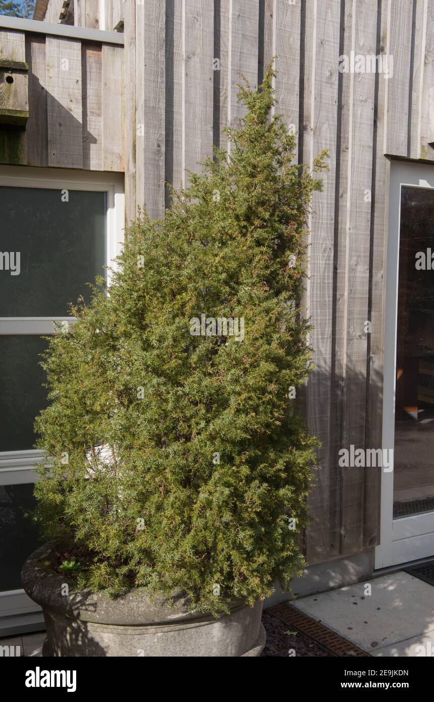 Winter Foliage of an Evergreen Irish Juniper Shrub (Juniperus communis