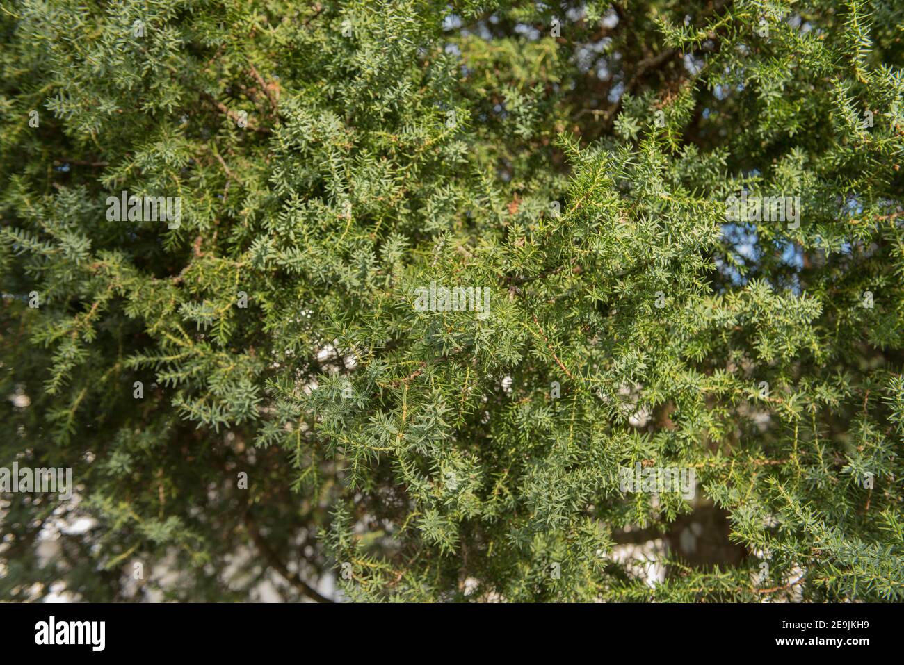 Winter Foliage of an Evergreen Syrian Juniper Tree (Juniperus drupacea) Growing in a Garden in Rural Devon, England, UK Stock Photo