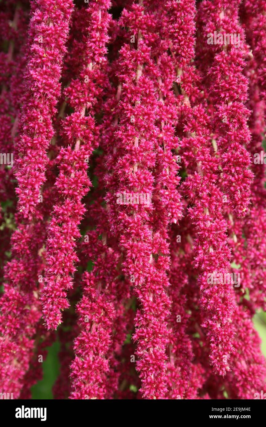 Close-up of Cat's Tail or Chenille Plant Pendent flowers 'Acalypha hispida' Stock Photo