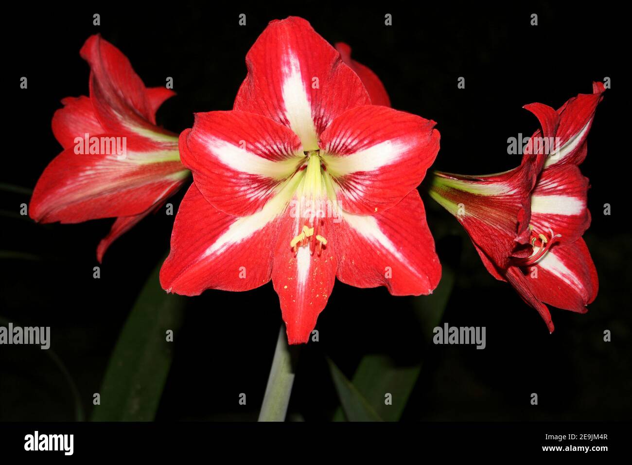 Flowering Amaryllis minerva at night, Ethiopia Stock Photo