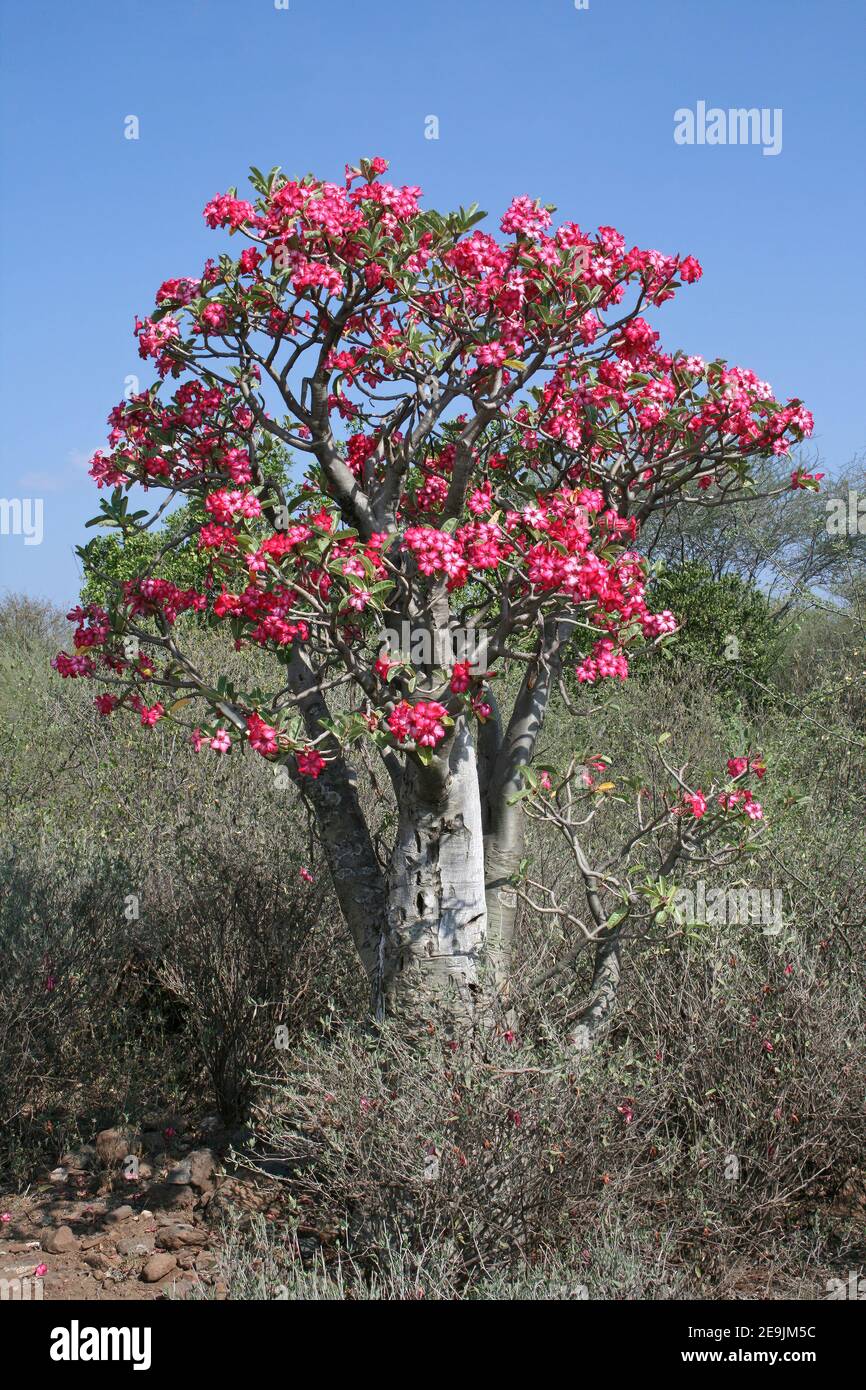 Impala Lily Adenium obesum Stock Photo