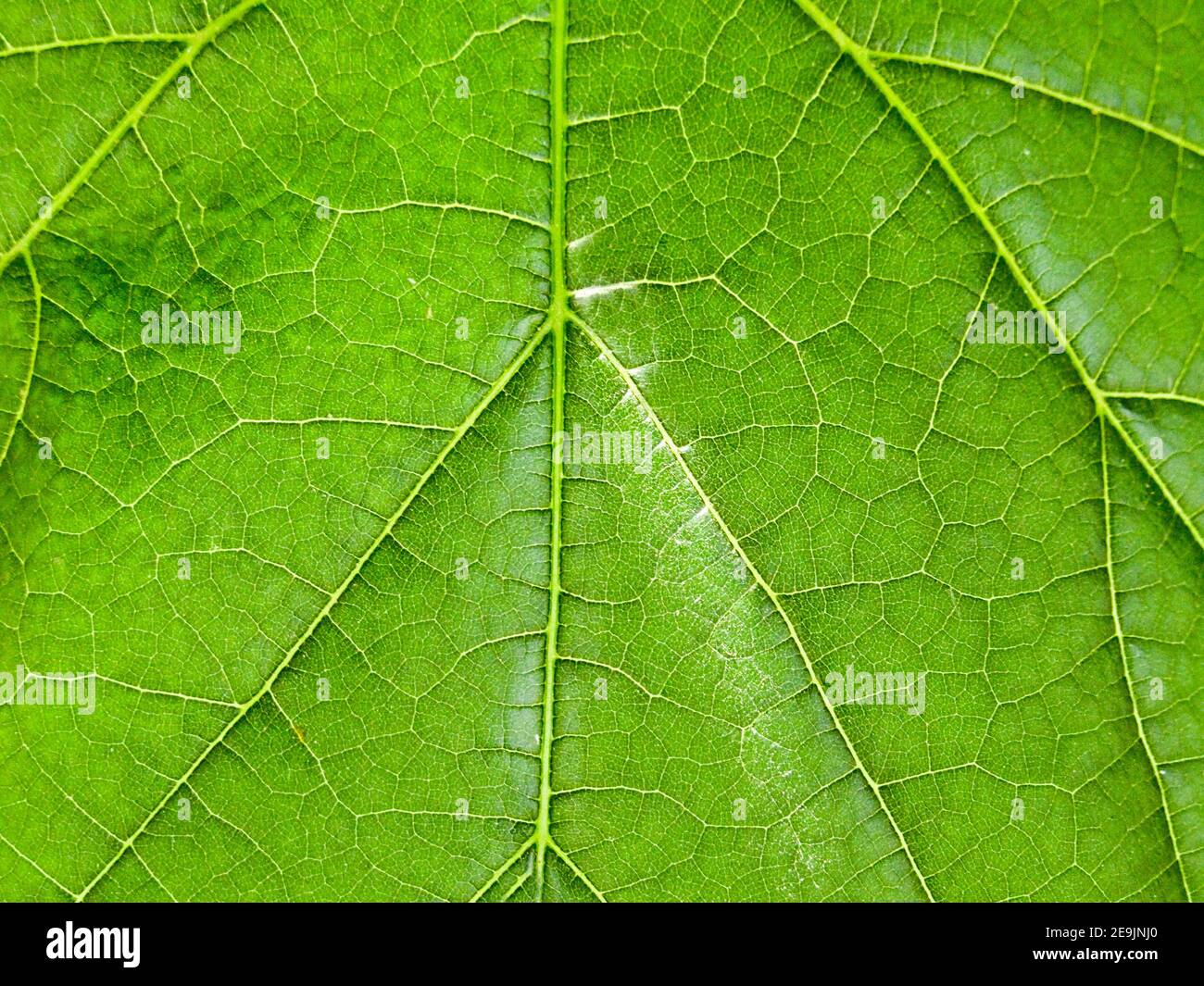 Green open leaf close - up in the open air.Texture or background Stock ...