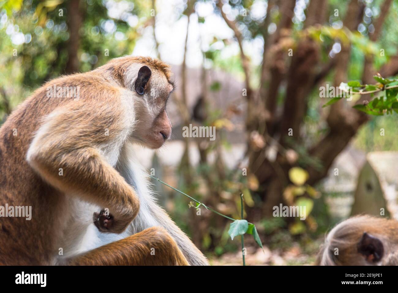 Macaca sinica, Toque macaque Monkey of Sri Lanka Stock Photo