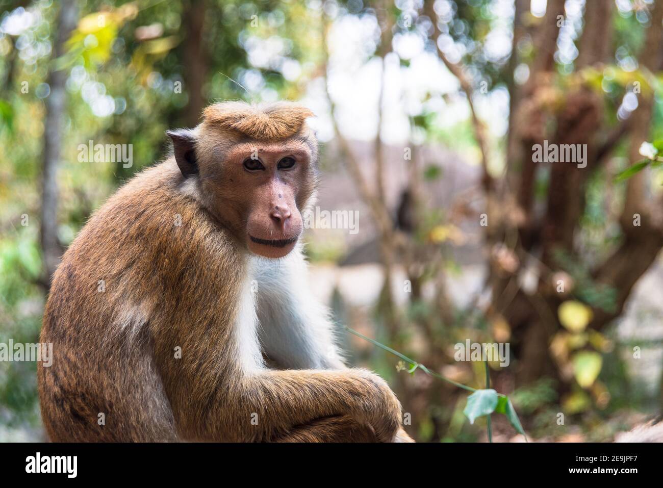 Macaca sinica, Toque macaque Monkey of Sri Lanka. Looking into the camera Stock Photo