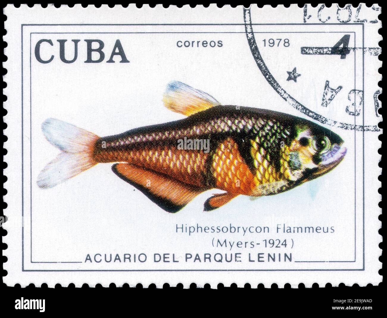 Saint Petersburg, Russia - December 05, 2020: Stamp printed in the Cuba with the image of the Rio Flame Tetra, Hyphessobrycon flammeus, circa 1977 Stock Photo