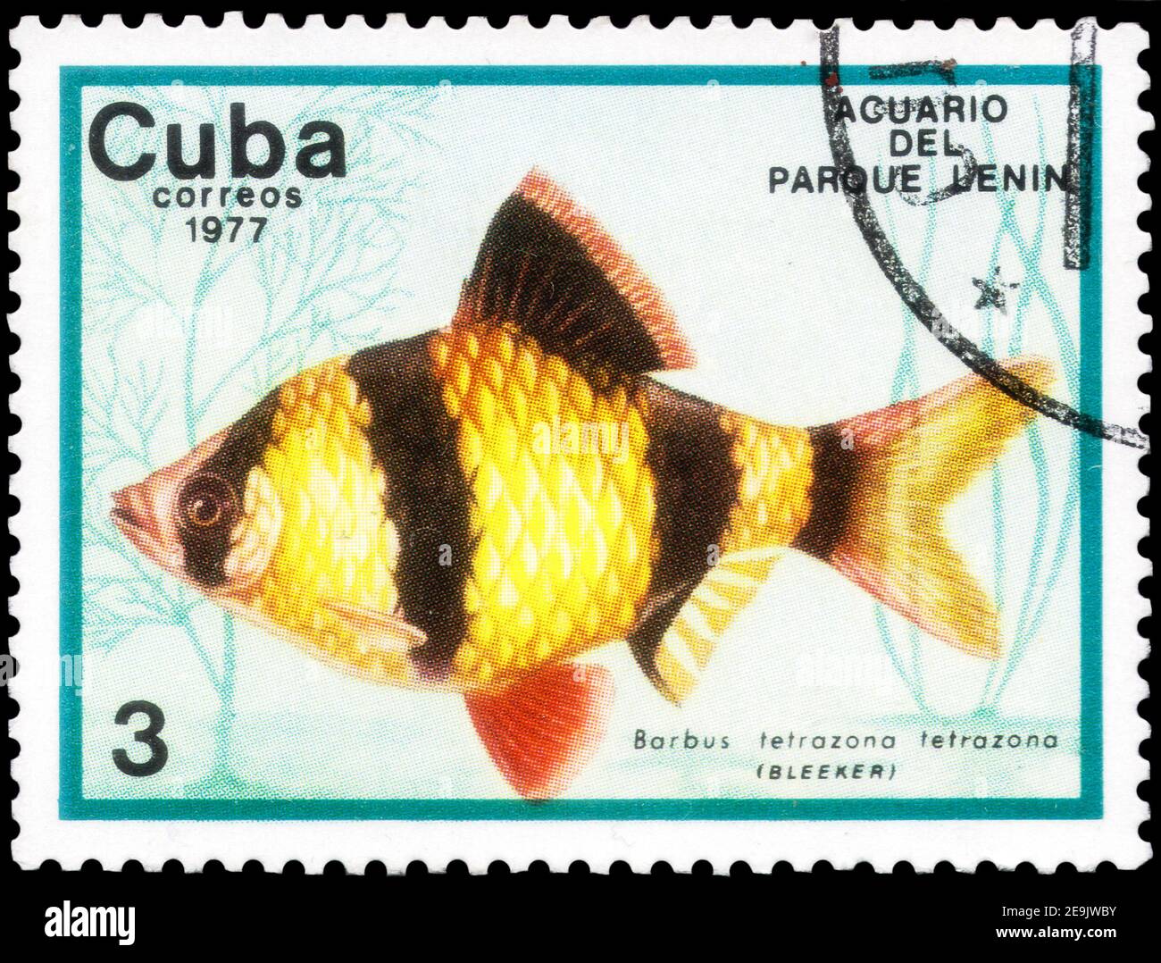 Saint Petersburg, Russia - December 05, 2020: Stamp printed in the Cuba with the image of the Tiger Barb, Barbus tetrazona, circa 1977 Stock Photo