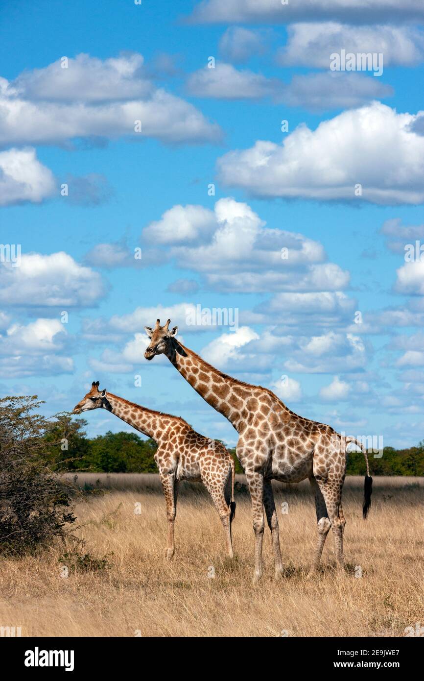 A female adult Giraffe (Giraffa camelopardalis) with a juvenile in the Savuti region of northern Botswana, Africa. The giraffe is an African artiodact Stock Photo