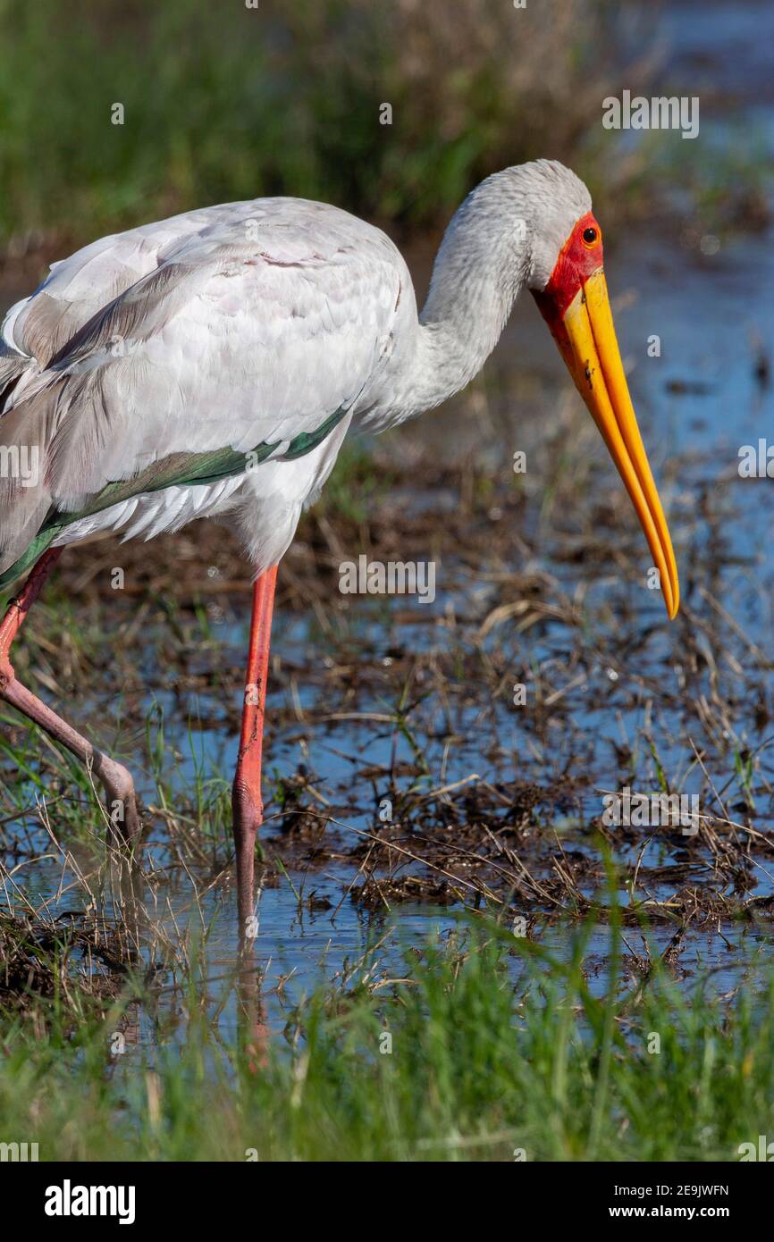 Yellow-billed stork (Mycteria ibis), sometimes also called the wood stork or wood ibis. Okavango Delta in northern Botswana, Africa. Stock Photo