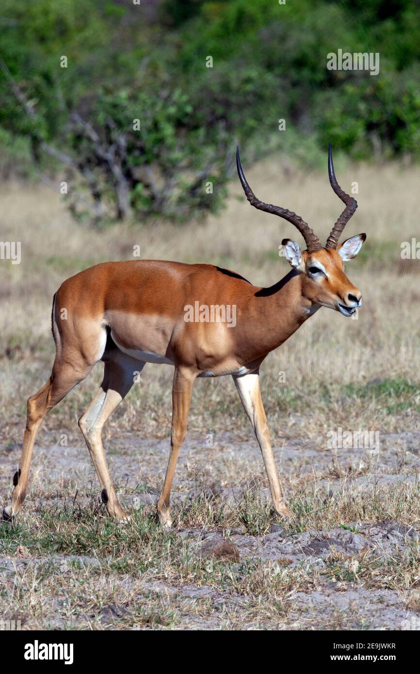 A male Impala antelope (Aepyceros melampus) in the Savuti region of northern Botswana, Africa. Stock Photo
