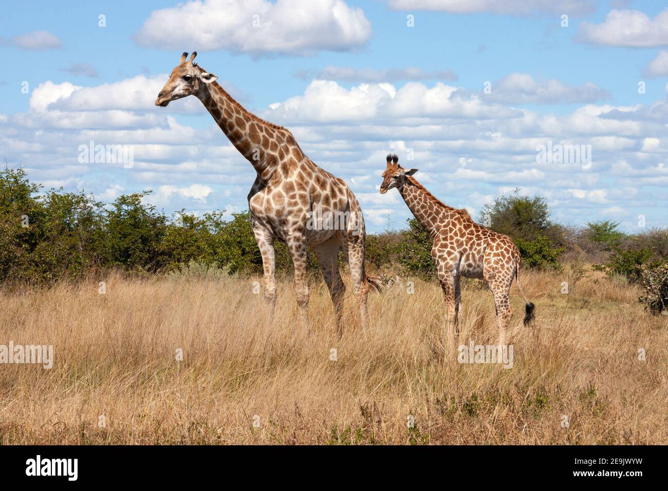 Giraffe (Giraffa camelopardalis) in the Savuti region of northern Botswana, Africa. The giraffe is an African artiodactyl mammal, the tallest living t Stock Photo