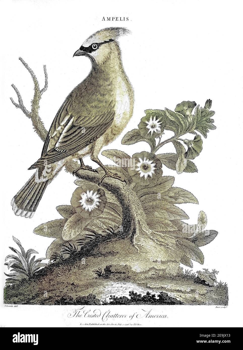 Ampelis - The Crested Chatterer of America Copperplate engraving From the Encyclopaedia Londinensis or, Universal dictionary of arts, sciences, and literature; Volume I;  Edited by Wilkes, John. Published in London in 1810 Stock Photo