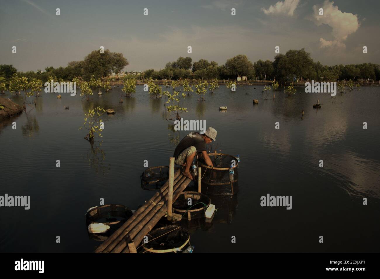 A man taking care his aquaculture installation placed on a mangrove restoration area in the coastal area of Jakarta, Indonesia. Stock Photo