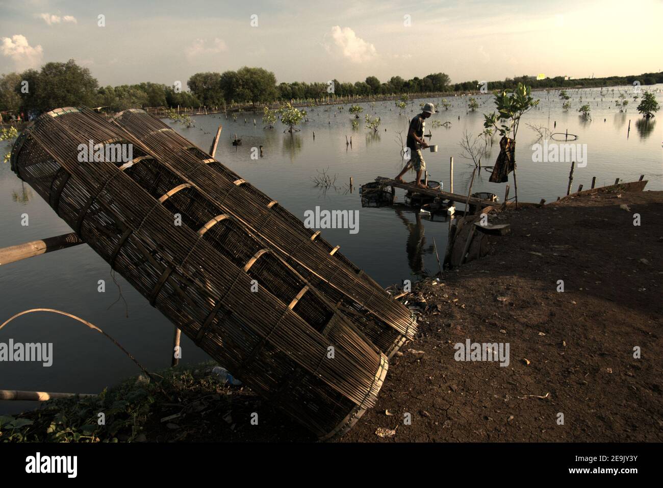 A man taking care his aquaculture installation placed on a mangrove restoration area in the coastal area of Jakarta, Indonesia. Stock Photo