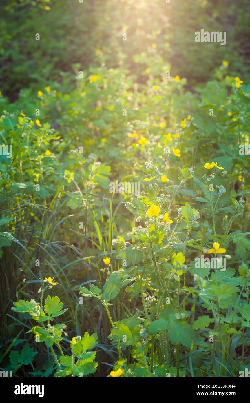 Flowers and leaves Celandine Chelidonium majus with natural sun light, early spring on a warm sunny day, a bright beautiful background Stock Photo