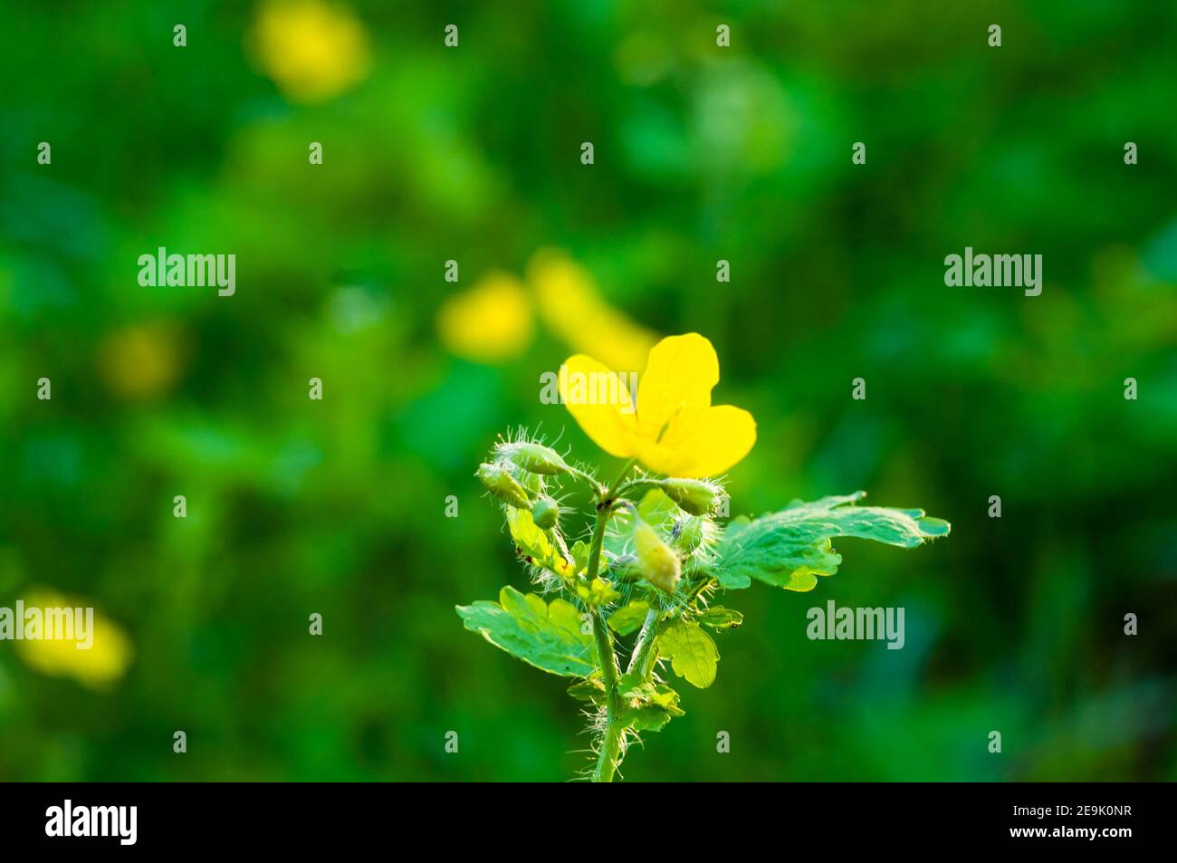 Flowers and leaves Celandine Chelidonium majus with natural sun light, early spring on a warm sunny day, a bright beautiful background Stock Photo