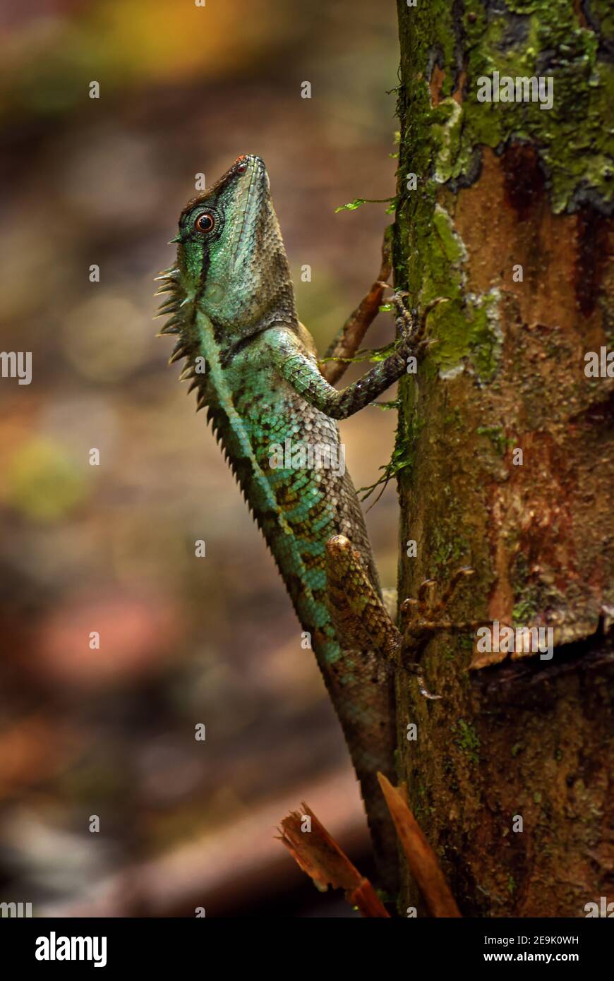 Emma Gray's Forest Lizard - Calotes emma, beautiful colored lizard from Southeast Asian forests, Thailand. Stock Photo