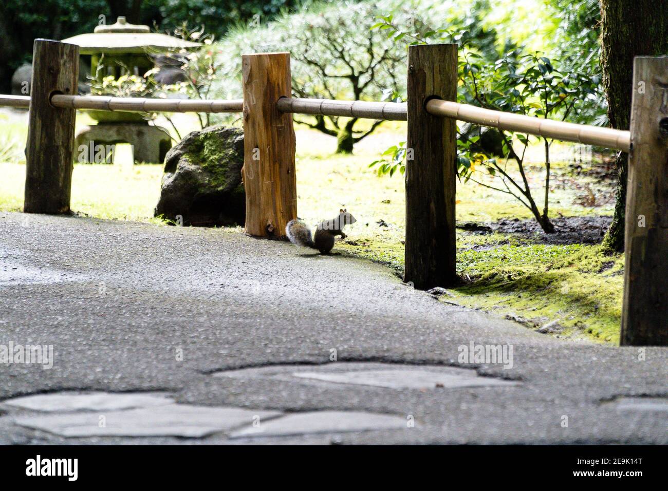 View of a squirrel on concrete road in Japanese Tea Garden at San Francisco, California Stock Photo
