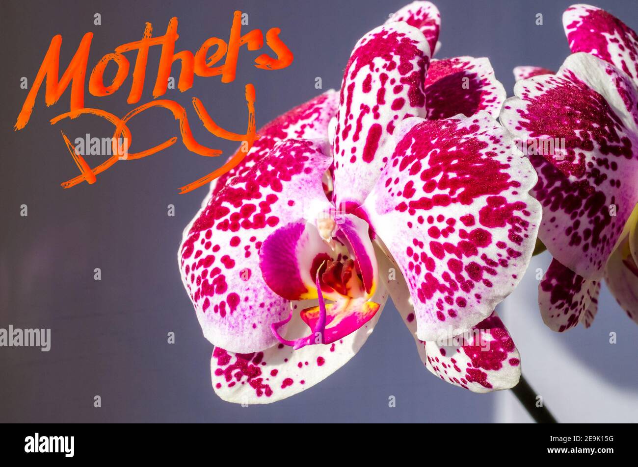 Orchids Lettering Holiday card - blooming bright multicolored orchids, holiday greetings ...