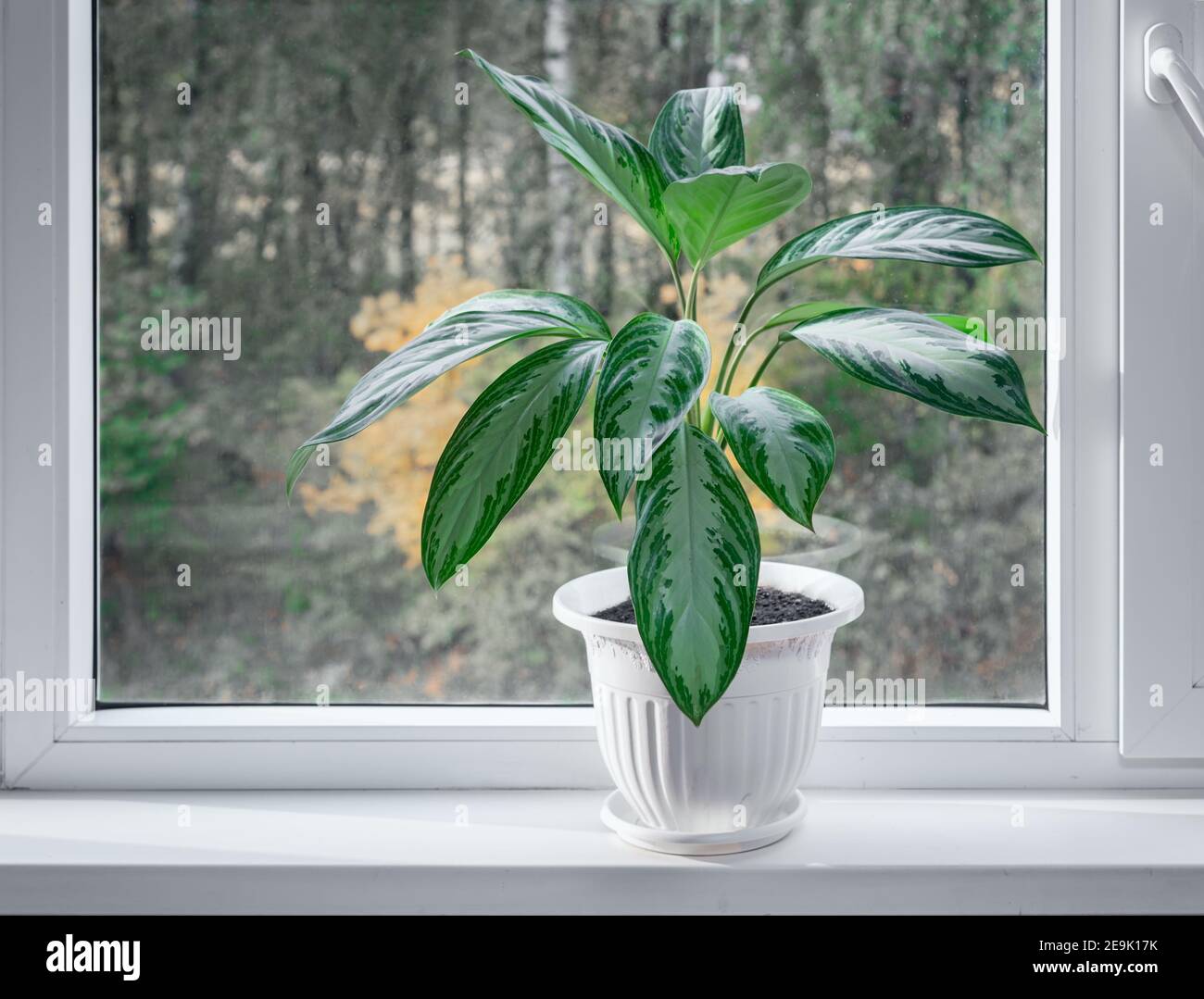 A beautiful indoor flower of the marantaceae family grows on the windowsill in a white flower pot. Front view, copy space Stock Photo