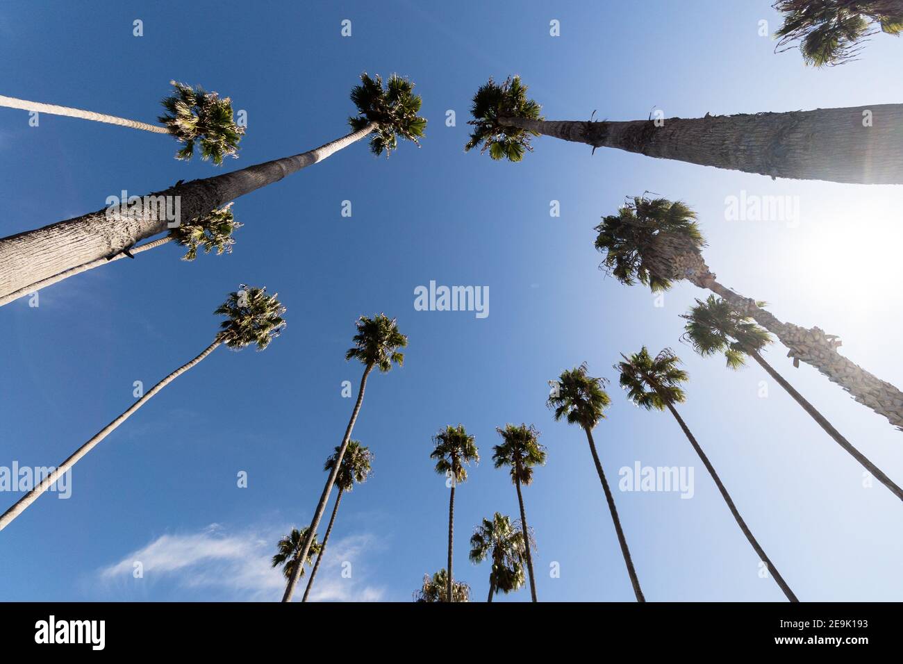Low angle shot of tropical palm trees under a clear blue sky Stock ...