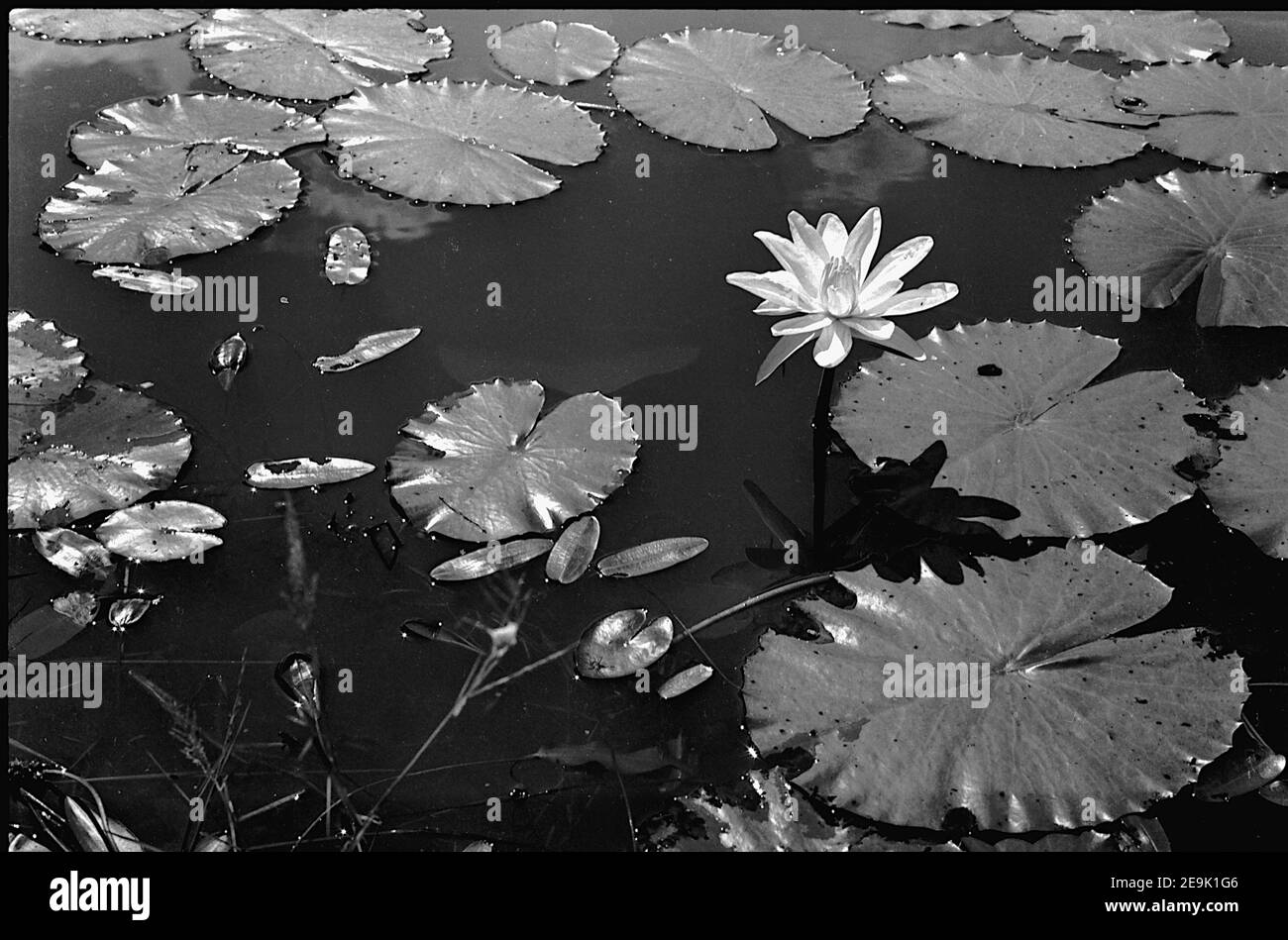White lotus flower and flat, shining leaves floating on water in pond Stock Photo