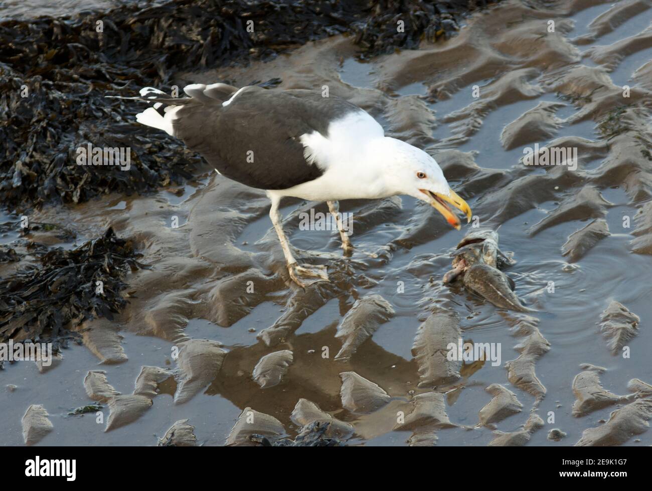 The Great Black-backed Gull is the largest of the UK seagulls. Here one if scavenging a dead Whiting Stock Photo
