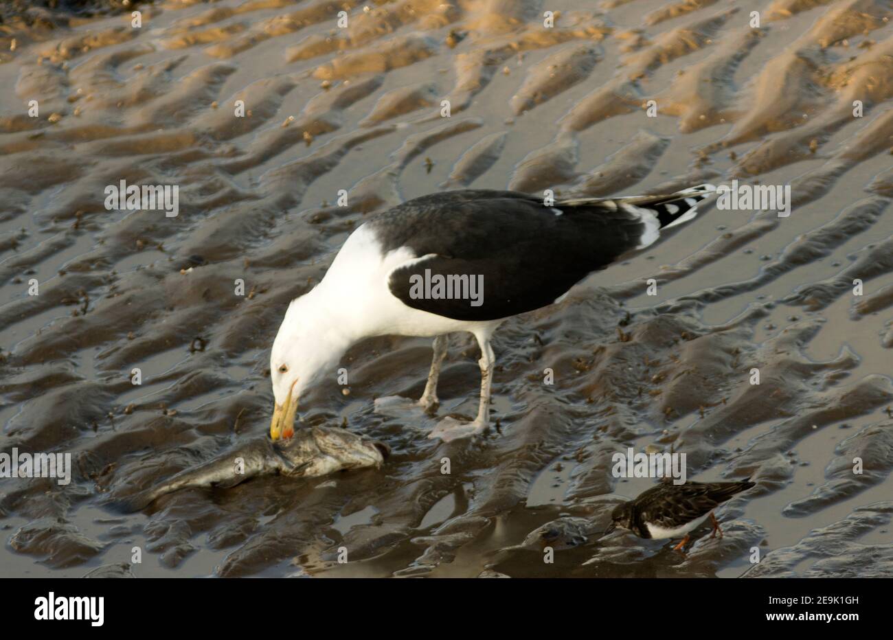 The Great Black-backed Gull is the largest of the UK seagulls. Here one if scavenging a dead Whiting whilst a Turnstone waits to pick up scraps. Stock Photo
