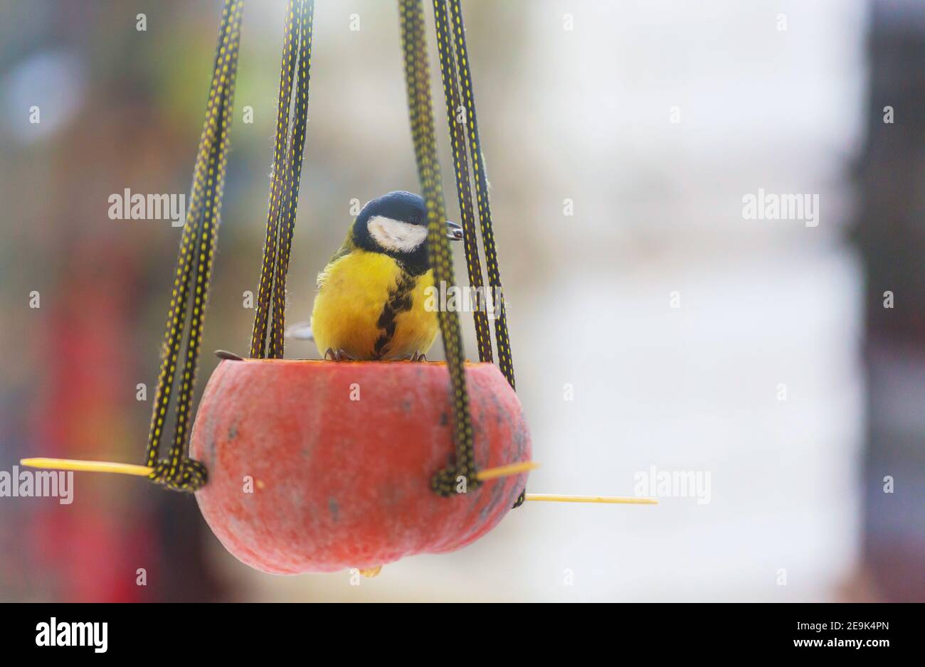 Greater titmouse bird sitting on a seedcan. winter season snow cold