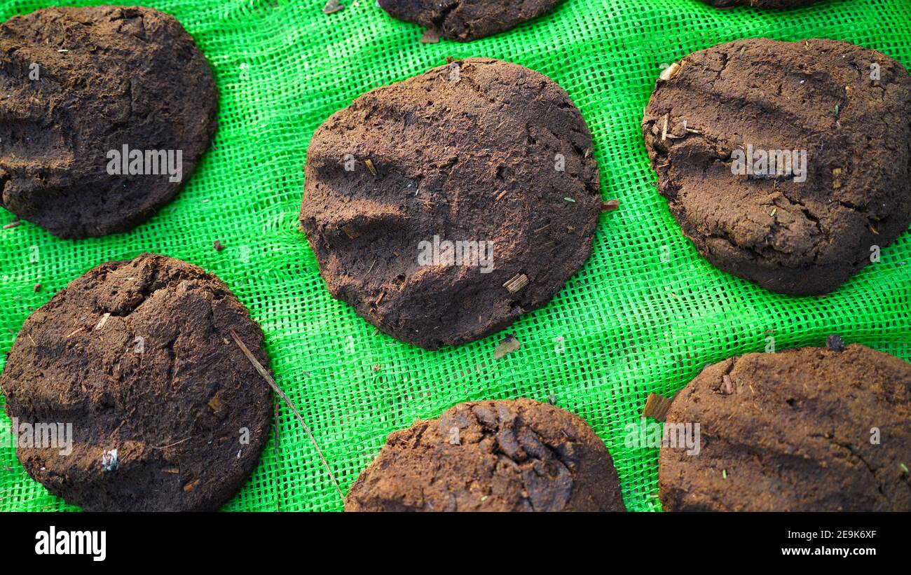 Attractive art of Cow dung cakes on green carpet net. Organic cow dung uses as kitchen fuel with zero carbon emission. Stock Photo