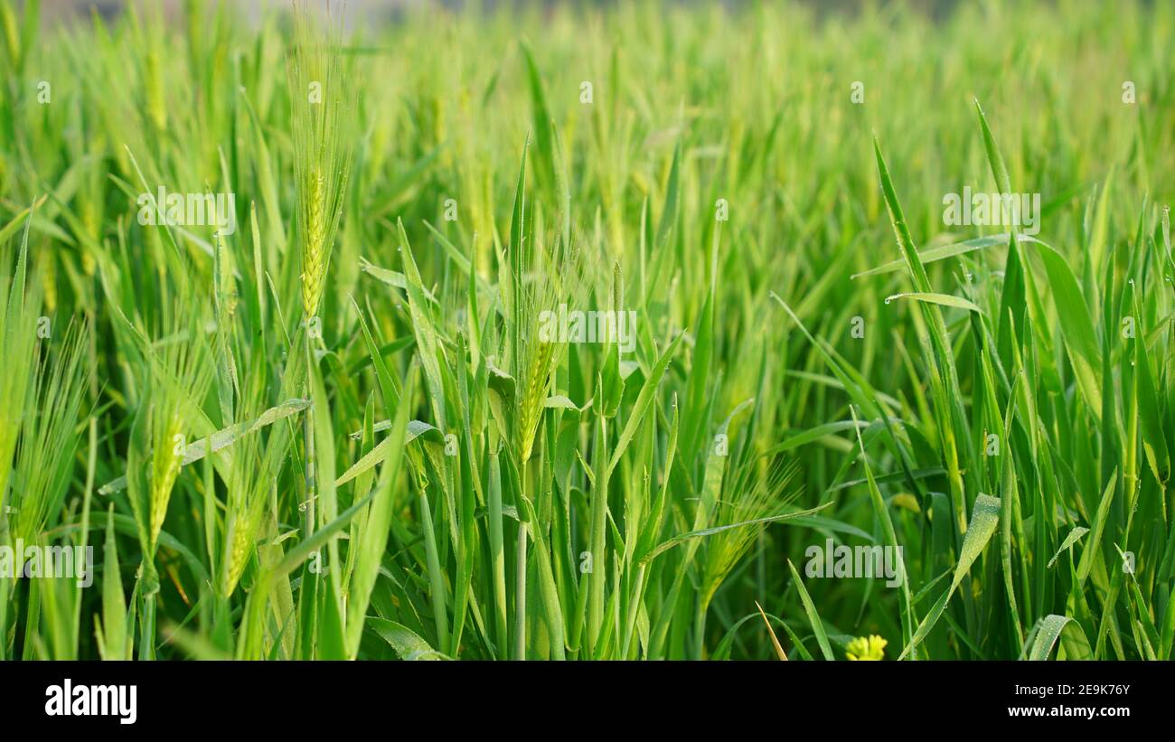 Rye plant hi-res stock photography and images - Alamy