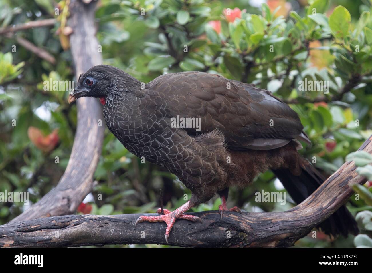 Andean Guan Stock Photo