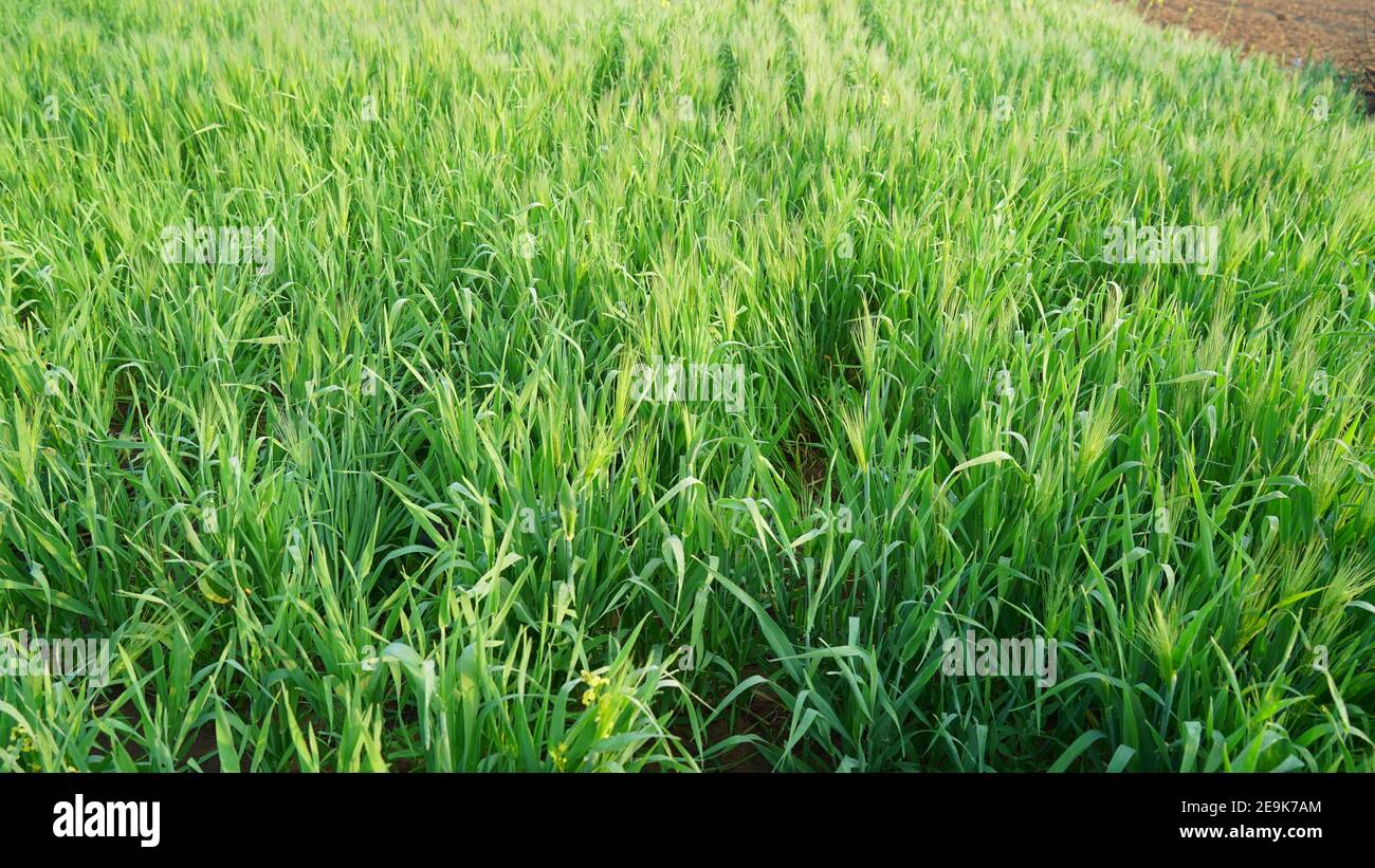 Growing Spelt or Triticum spelta, also known as dinkel wheat or hulled. Cereal. Grain crop, species of the genus Corn Triticum. Stock Photo