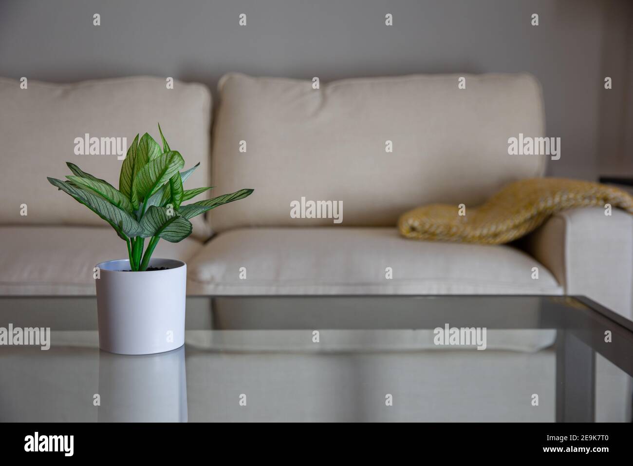 A small house plant on a glass table in a modern living room Stock ...