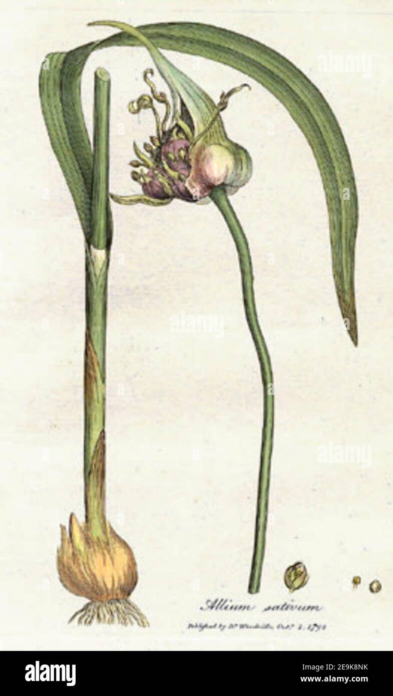 William Woodville: „Medical botany“, London, James Phillips, 1793, Vol. 3 Plate 168: Allium sativum (Garlic) Hand-coloured engraving Stock Photo