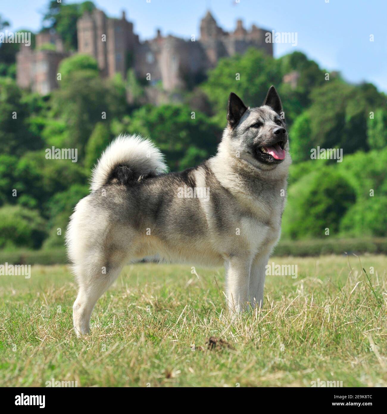 Norwegian Elkhound Dog outside a castle Stock Photo Alamy