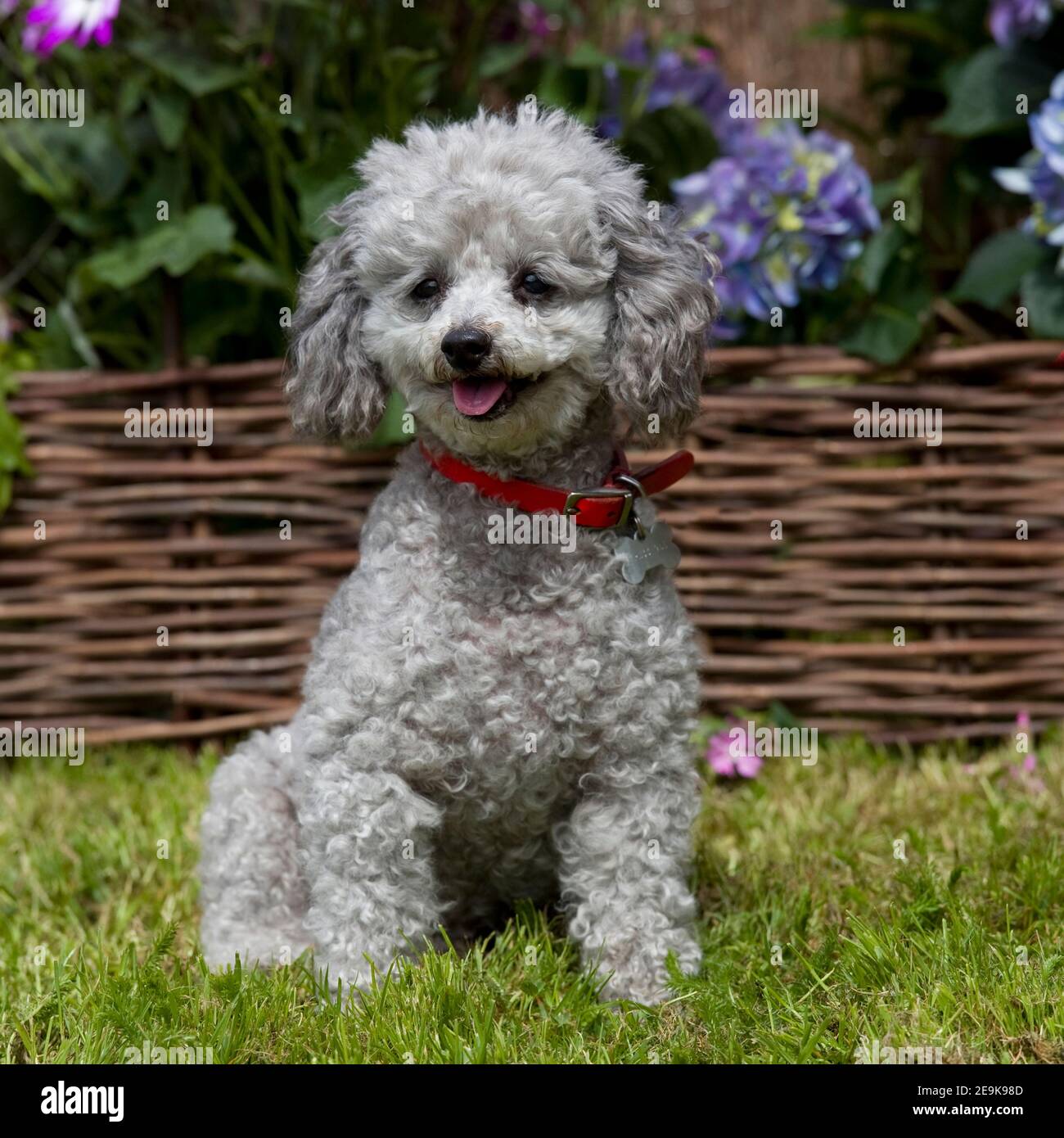 Sitting silver poodle hi-res stock photography and images - Alamy