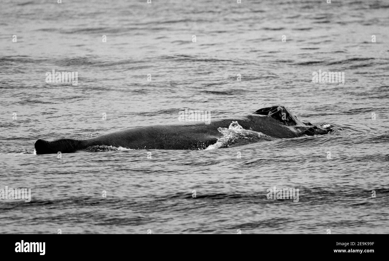 Grayscale shot of whale tail out of the water Stock Photo - Alamy