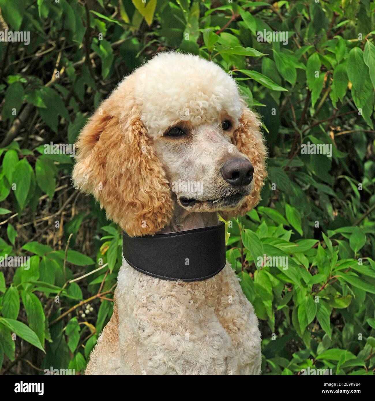 apricot standard poodle dog Stock Photo Alamy