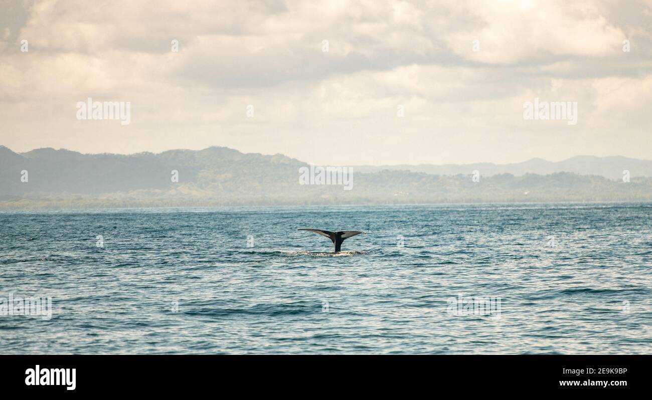 Whale tail out of the water Stock Photo - Alamy