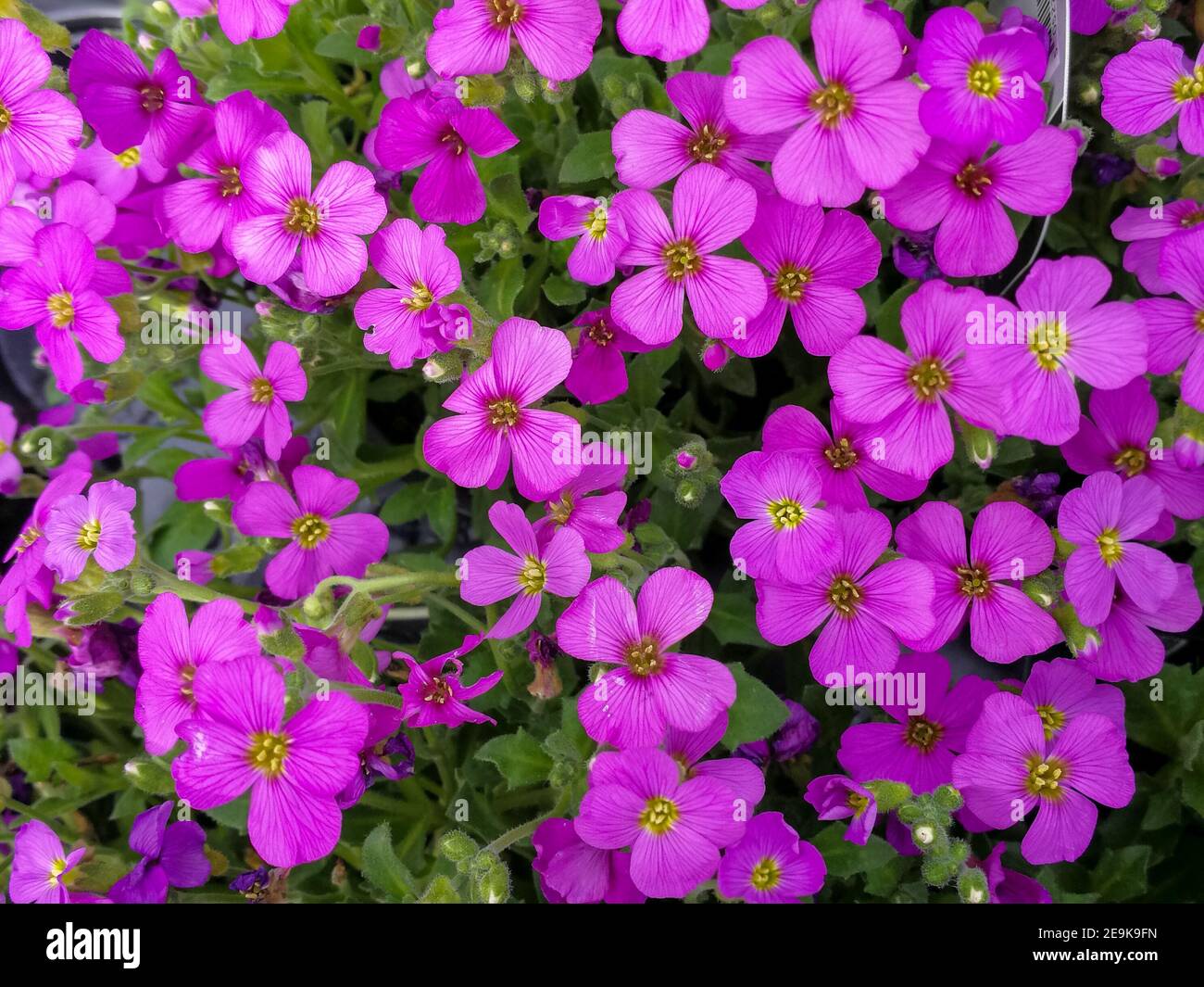 Closeup of the pretty pink purple flowers of Aubretia, purple rock cress Stock Photo