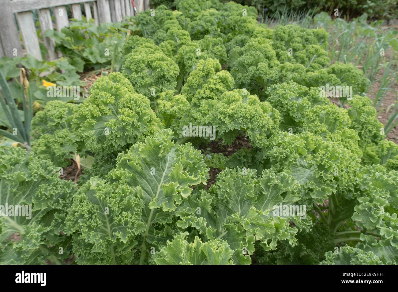 Crop of Autumn Home Grown Organic Dwarf Green Curled Kale (Brassica oleracea 'Acephala Group') Growing on an Allotment in a Vegetable Garden in Devon Stock Photo