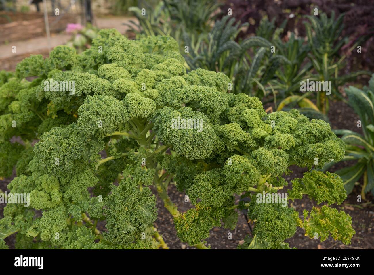 Crop of Autumn Home Grown Organic Dwarf Green Curled Kale (Brassica oleracea 'Acephala Group') Growing on an Allotment in a Vegetable Garden in Devon Stock Photo