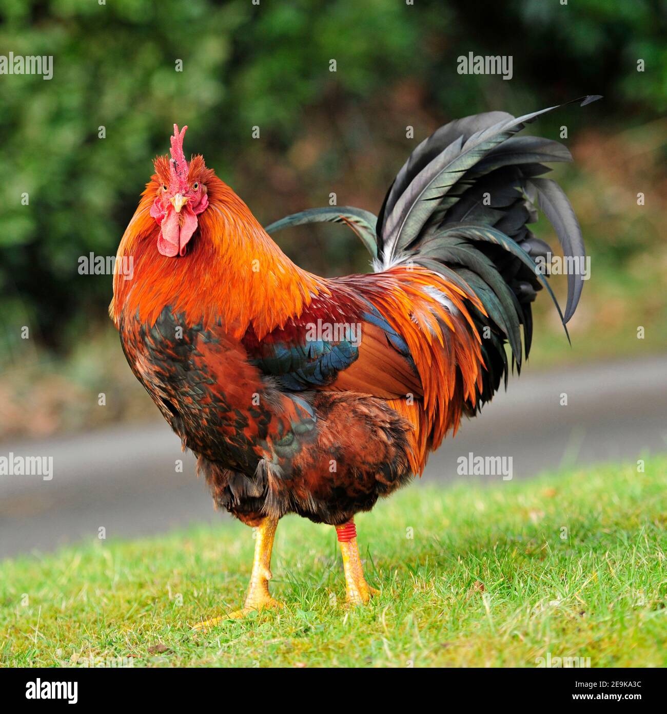 Какой был петушок. Петух (птица). Красивый петух. Красивый петух. Красивый петух.