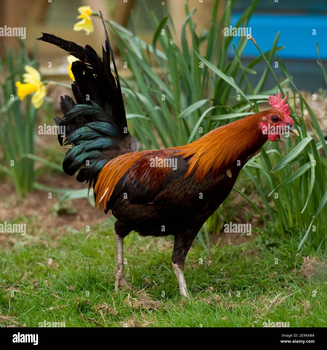 Rooster comb hi-res stock photography and images - Alamy
