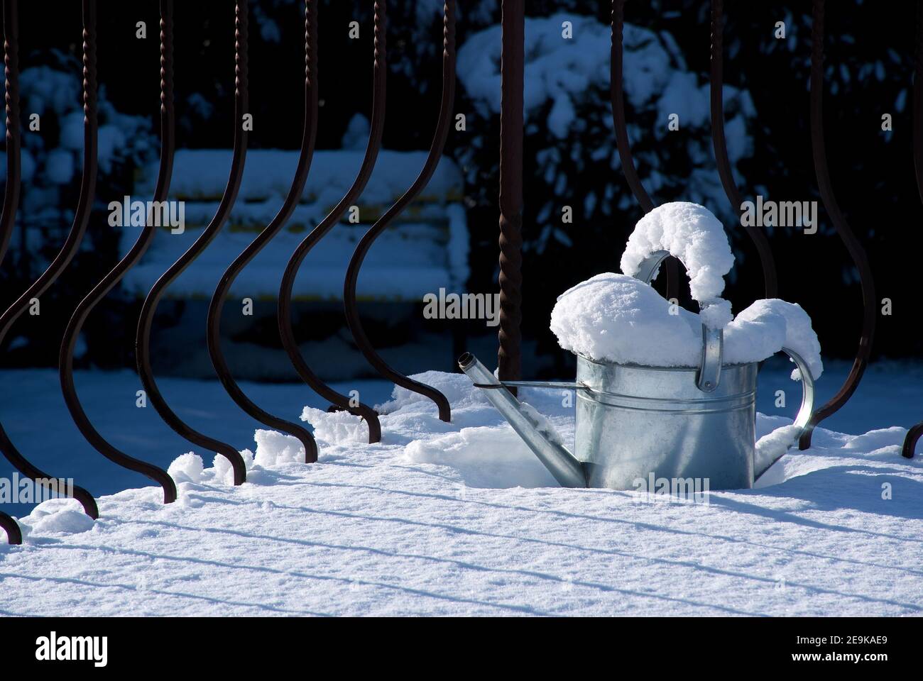 Watering can covered with snow, gardening in winter Stock Photo Alamy