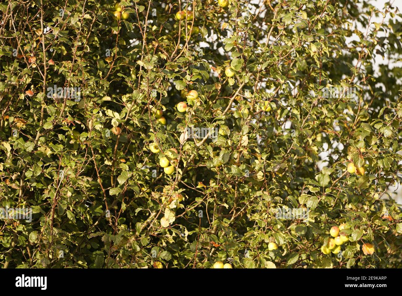 crabapple tree, full of fruit, natures bounty Stock Photo Alamy