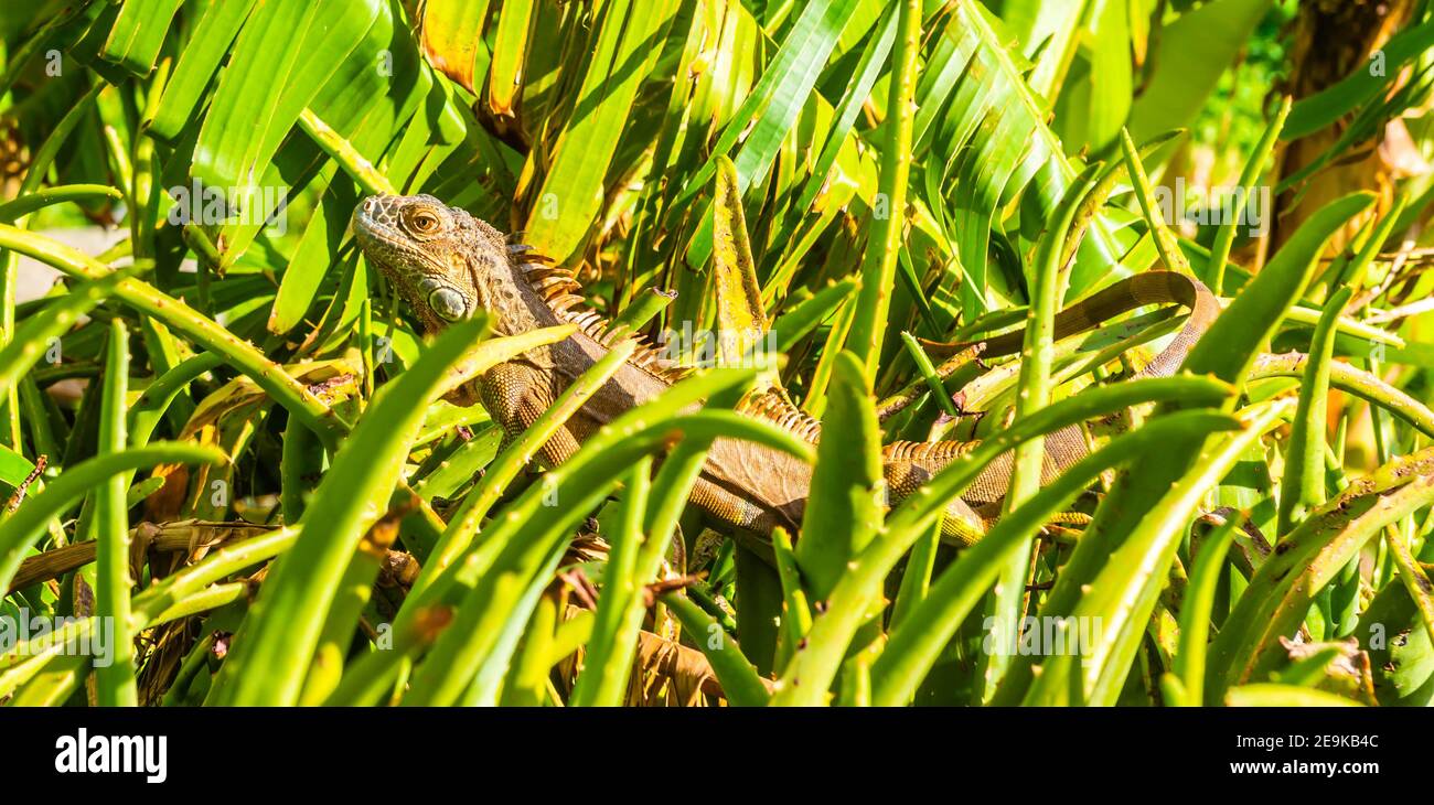 iguana hiding in the vegetation on the island of Saint Martin in the Caribbean Stock Photo