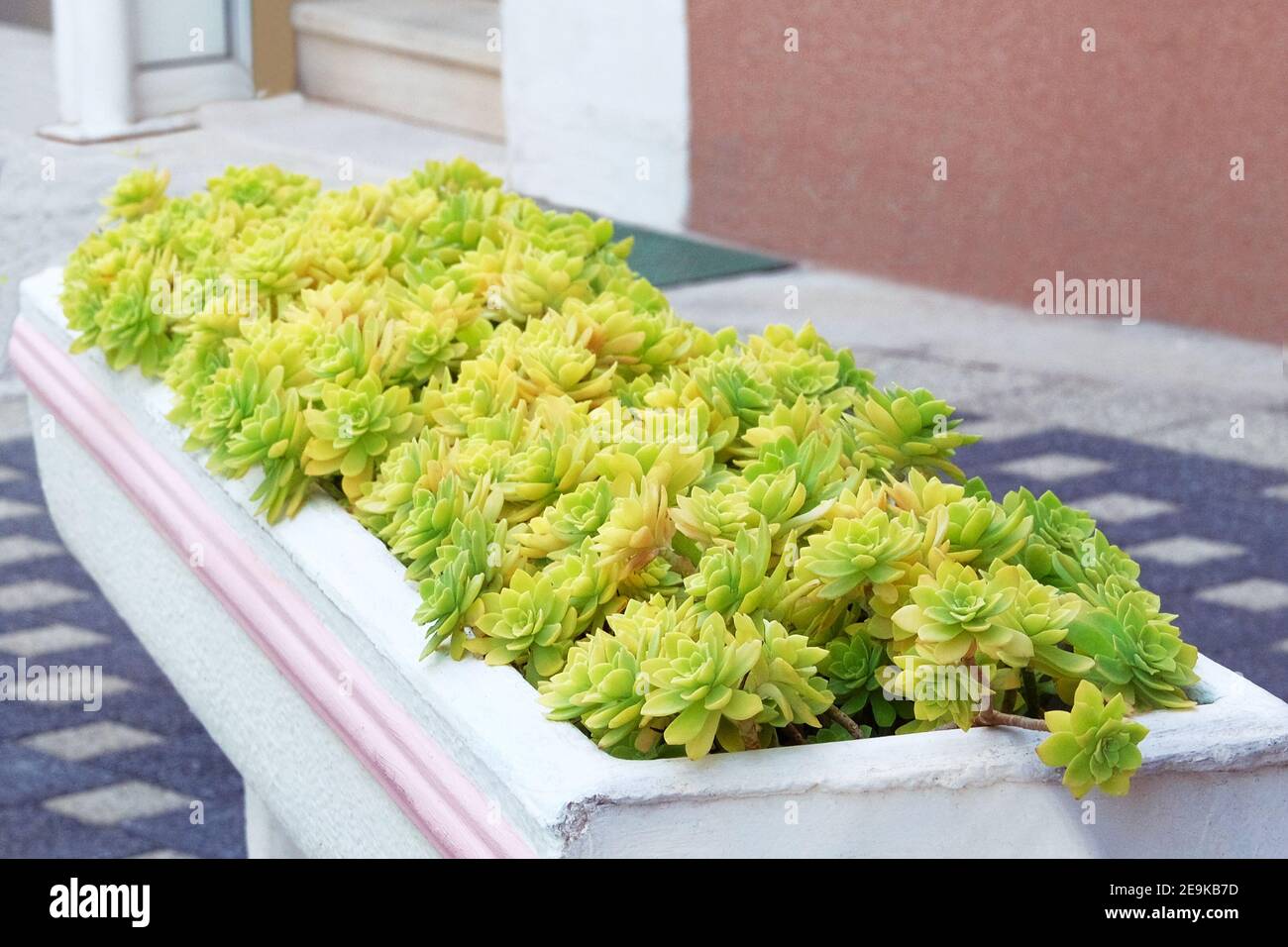 Succulents plants in pot in courtyard. Aeonium plants. Potted plants for house, landscape design. Stock Photo